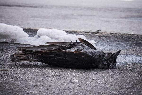 PEST CONTROL BIGGLESWADE, Bedfordshire. Services: Dead Animal Removal. Compassionate Dead Animal Removal Services in Biggleswade