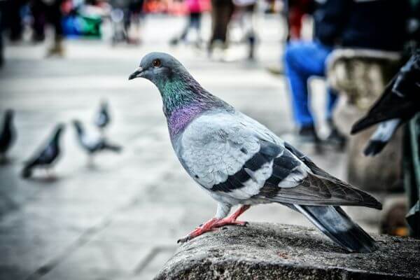 PEST CONTROL BIGGLESWADE, Bedfordshire. Pests Our Team Eliminate - Pigeons.